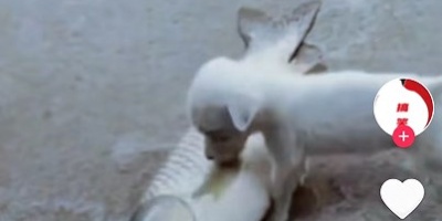 免费看短剧的手机软件合集