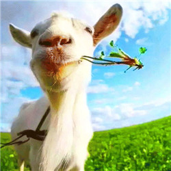 动物复仇者模拟