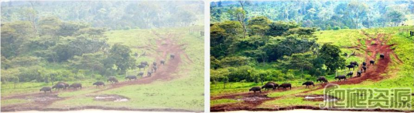 蛋花美照画质精修器