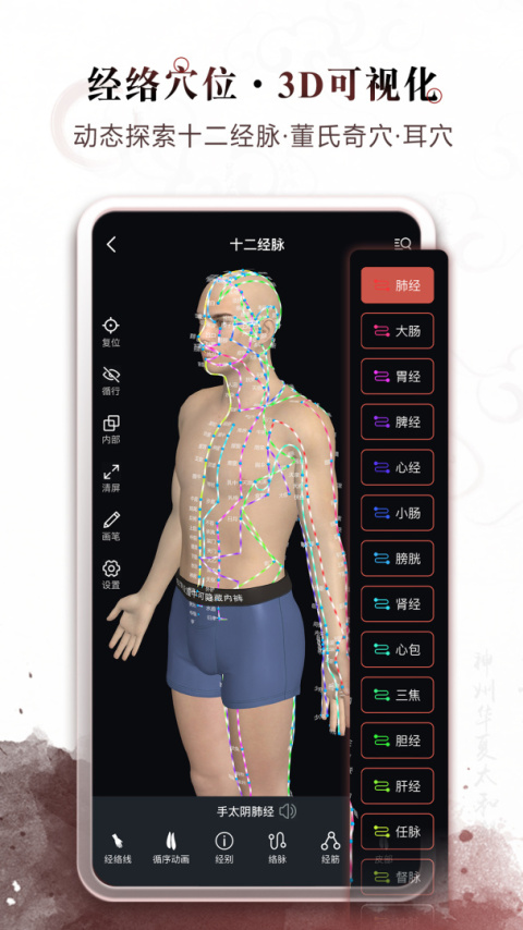 中医经络穴位