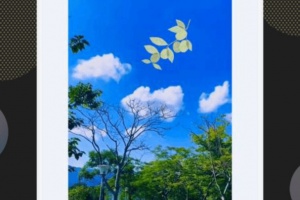 狮子影视（电视剧免费播放）