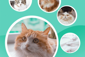 猫猫交流器最新版