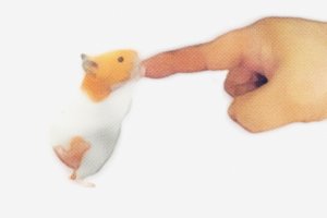 我的仓鼠手游(Namaham)