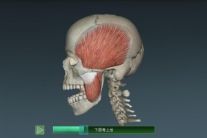 人体解剖学图集