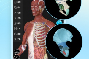 维萨里3d解剖app