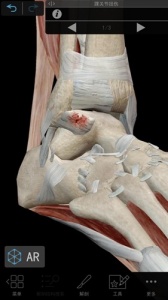 肌肉与运动机能学