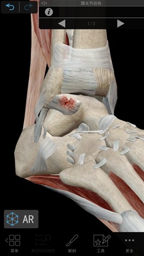 肌肉与运动机能学