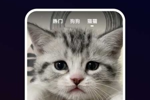 宠物宝安卓版