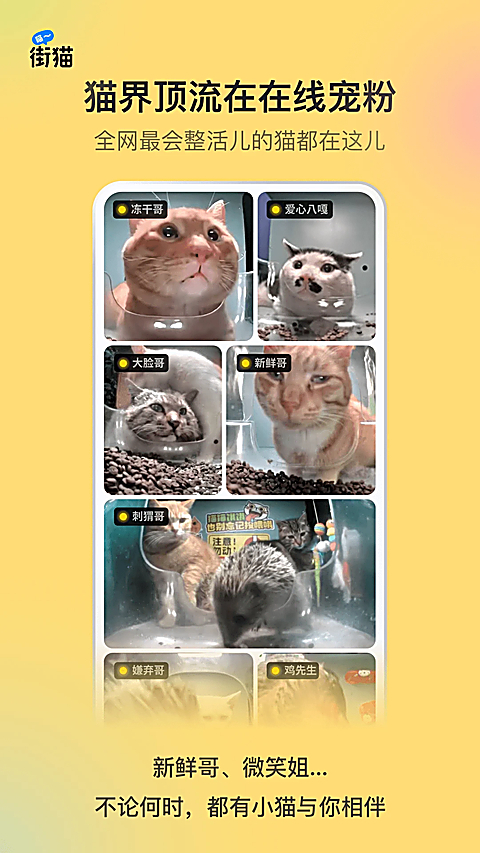 哈啰街猫app