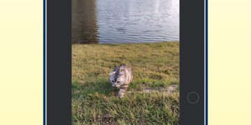 能让静态图片动起来的手机软件合集