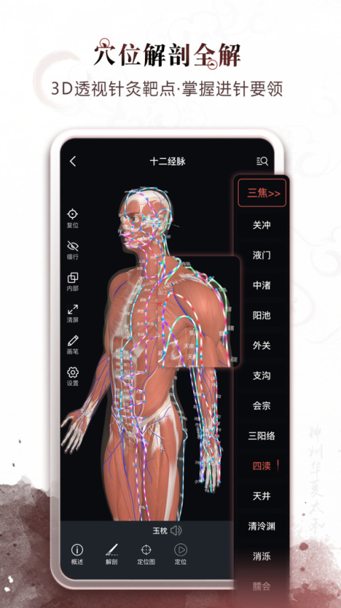 中医经络穴位