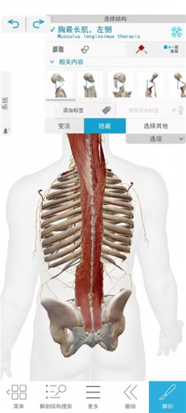 2026人体解剖学图谱app