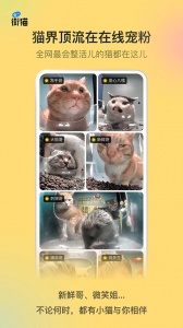 哈啰街猫app
