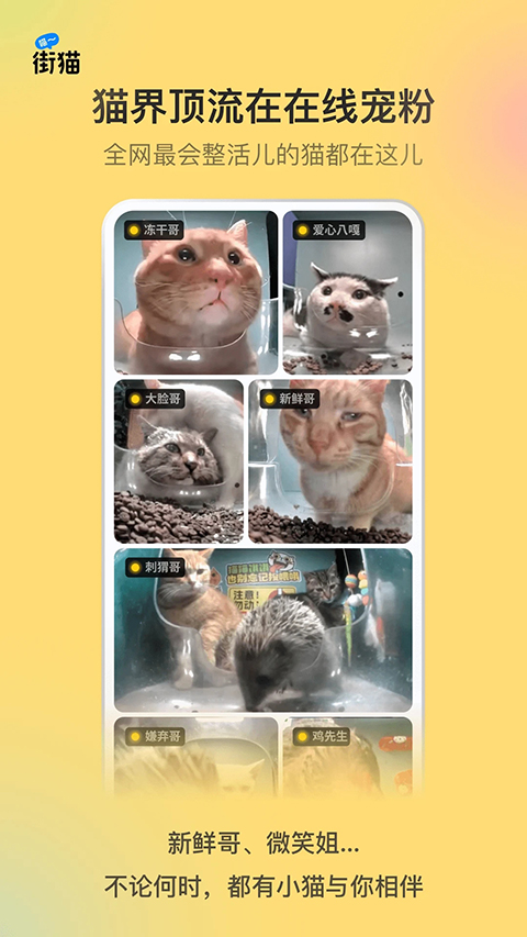 哈啰街猫app
