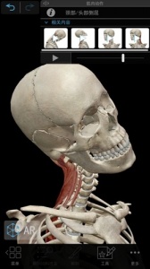 肌肉与运动机能学