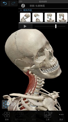 肌肉与运动机能学