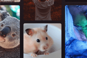 小野主题盒安卓版