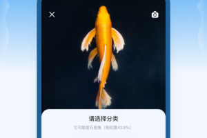问鱼app