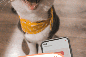 猫翻译app