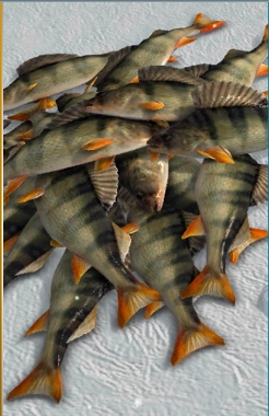 冰钓大师汉化版