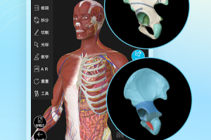 维萨里3d解剖app