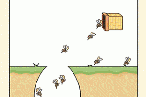 哈士奇大冒险手游