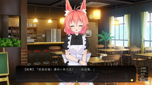 流浪小猫单身狗