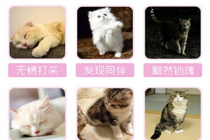 猫叫声狗叫声模拟器
