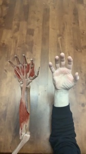 肌肉与运动机能学