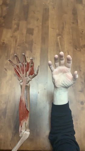 肌肉与运动机能学