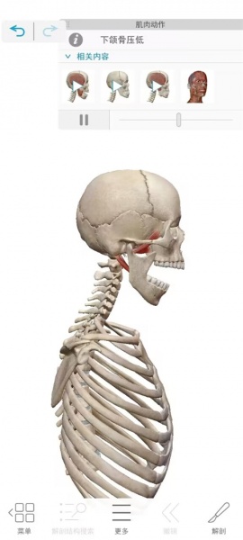 2026人体解剖学图谱app