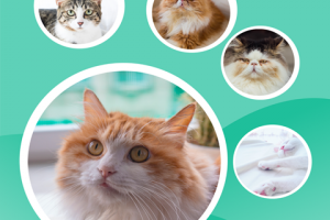 猫猫交流器最新版