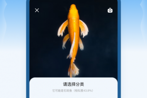 问鱼app