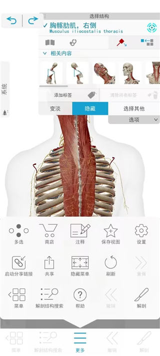 2026人体解剖学图谱app