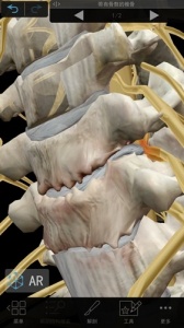 肌肉与运动机能学